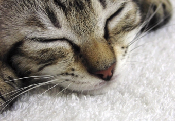 ねこ.JPG