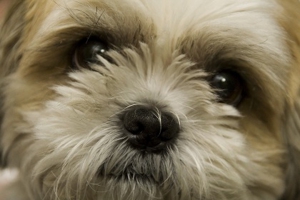 犬５.jpg