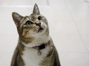 猫２.jpg