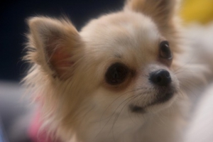 犬６.jpg