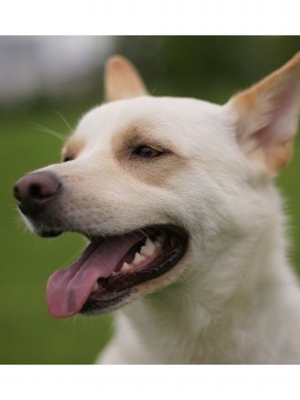 犬４.jpg
