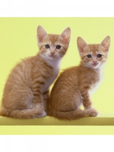 猫１.jpg