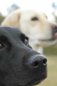 eyes0351.jpg